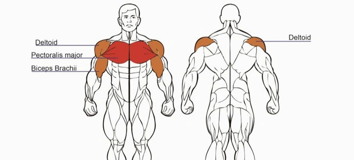 What Is Fly Pec Deck