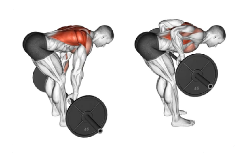 Barbell Row