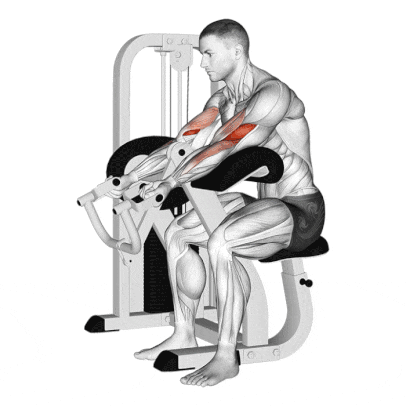 Bicep Arm Curl Machines