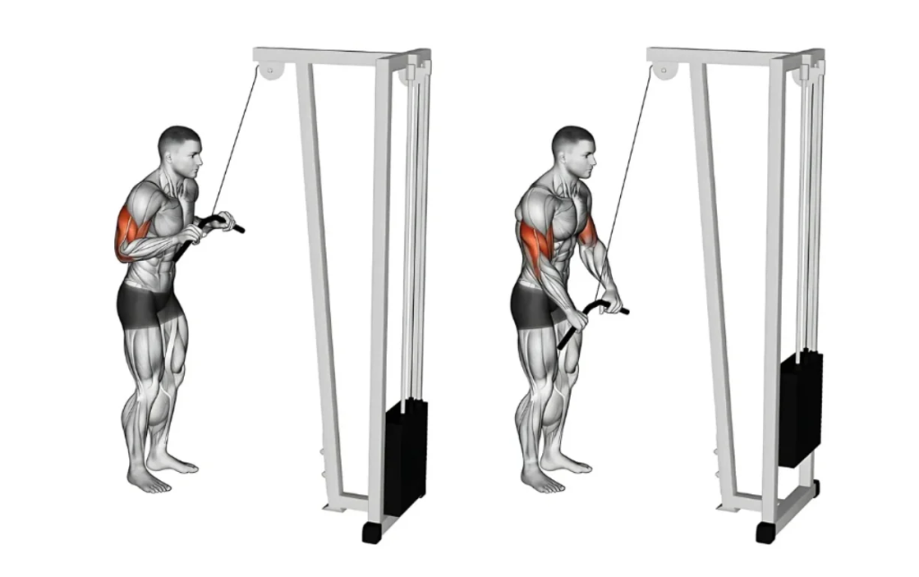 Cable Tricep Pushdown