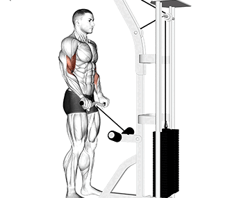 Reverse Grip Cable Curl