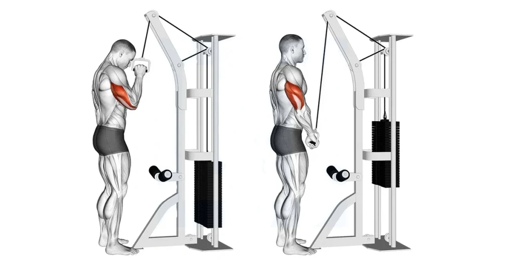 Single-Arm Overhead Triceps Extension Cable