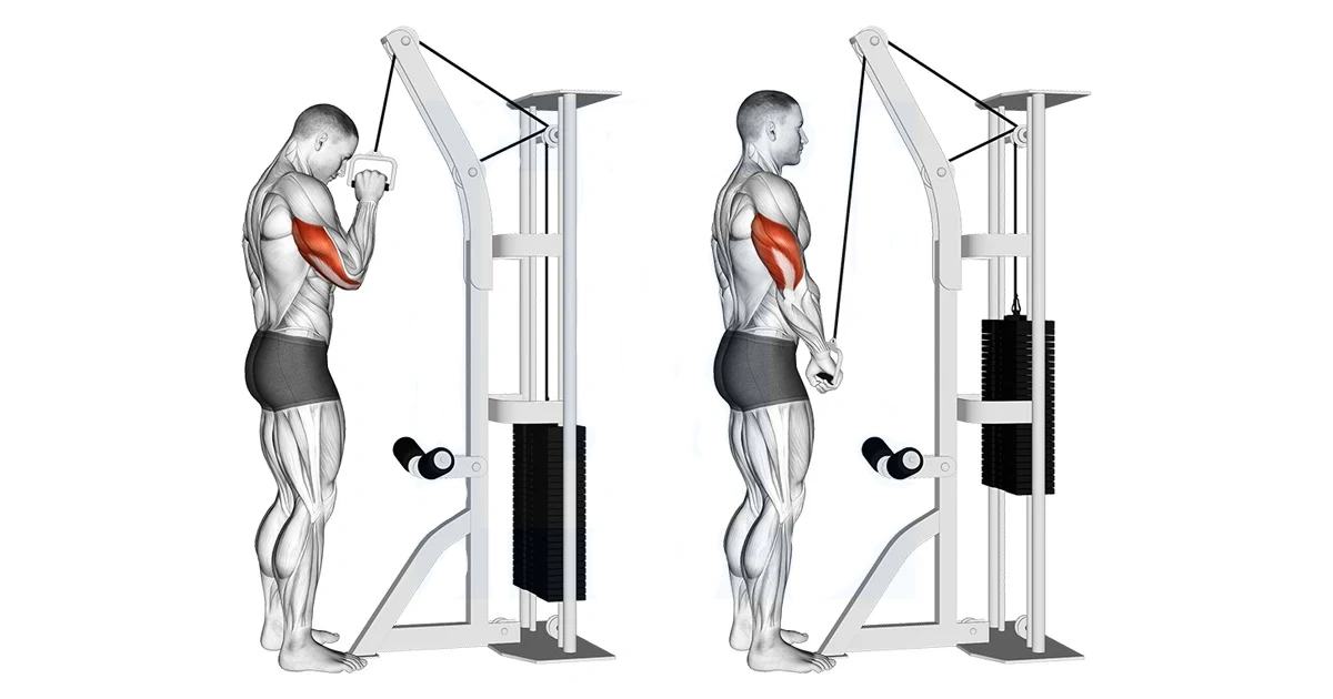 Single-Arm Overhead Triceps Extension Cable