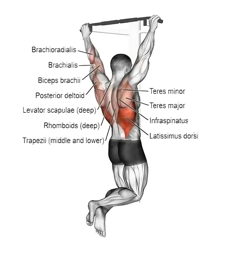 Why the Pull Up Machine Helps You Do More Pull Ups